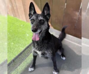 Chess - Female Mutt Dog for Adoption - Photo #2