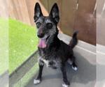 Small Photo #2 Mutt Puppy For Sale in San Diego, CA, USA