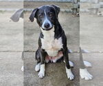 Small #3 Labrador Retriever Mix