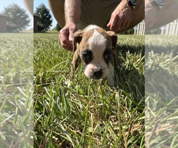 Medium Photo #7 Boxer Puppy For Sale in SCOBEY, MS, USA