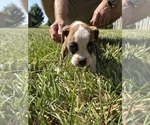 Puppy Light Blue Boxer