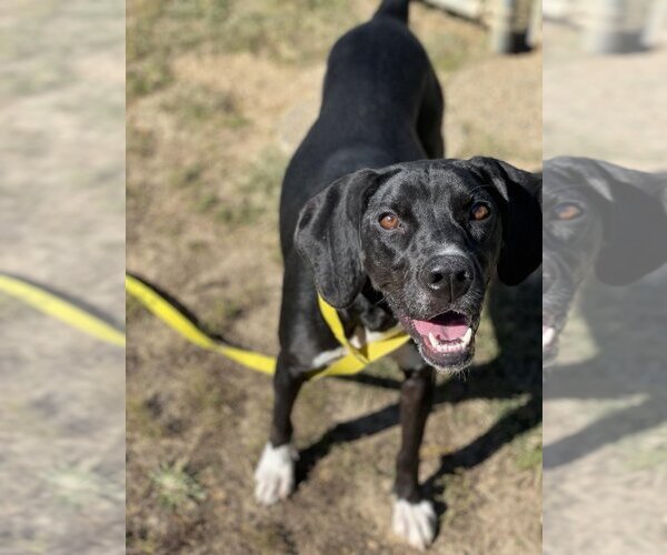 Medium Photo #2 Great Dane-Labrador Retriever Mix Puppy For Sale in Godfrey, IL, USA
