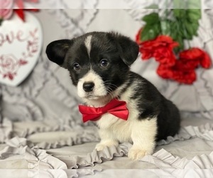 Pembroke Welsh Corgi Puppy for sale in LANCASTER, PA, USA