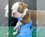 Small Photo #9 Boston Terrier Puppy For Sale in TULARE, CA, USA