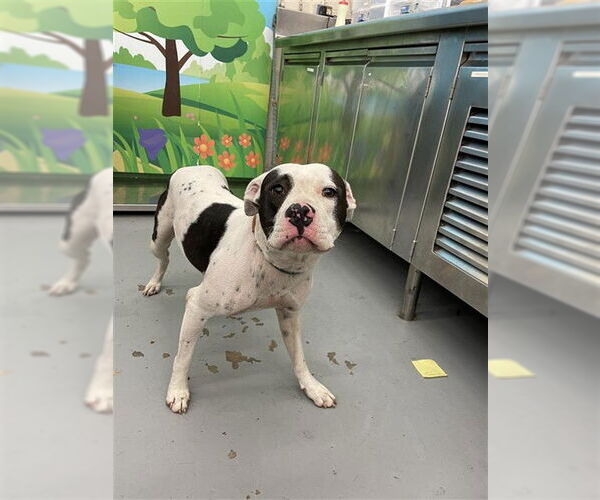 Medium Photo #1 American Pit Bull Terrier-Unknown Mix Puppy For Sale in Waco, TX, USA