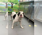 Small American Pit Bull Terrier Mix