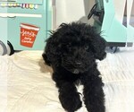 Small Photo #4 Schnoodle (Miniature) Puppy For Sale in MORENO VALLEY, CA, USA