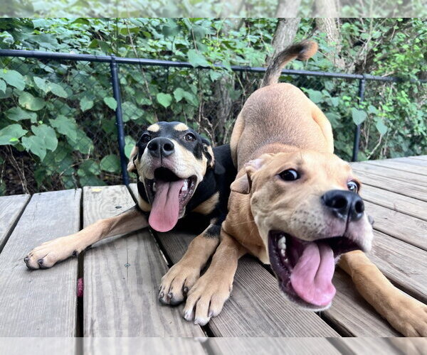 Medium Photo #4 Mutt Puppy For Sale in Elmsford, NY, USA