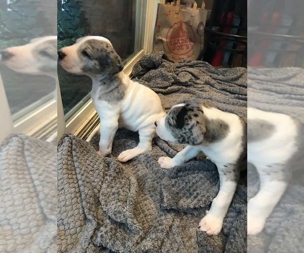 Medium Photo #2 Great Dane Puppy For Sale in ANAHEIM, CA, USA