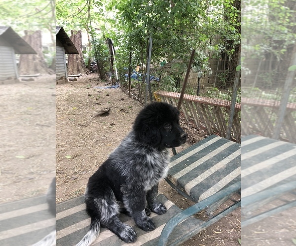 View Ad Newfoundland Puppy for Sale near Illinois, LOCKPORT, USA. ADN