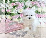 Small Photo #67 Maltese Puppy For Sale in HAYWARD, CA, USA
