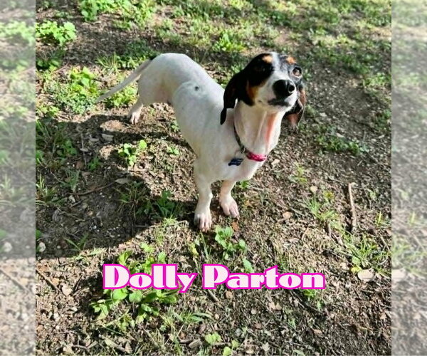 Medium Photo #11 Dachshund Puppy For Sale in San Antonio, TX, USA