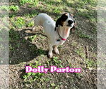 Small #10 Dachshund