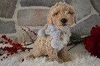 Small Photo #1 Poodle (Miniature) Puppy For Sale in HONEY BROOK, PA, USA