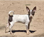 Small #6 Chihuahua