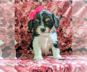 Cava-Tzu Puppy for sale in GLEN ROCK, PA, USA