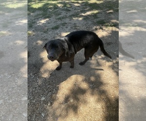 Labrador Retriever Dog for Adoption in PEACE VALLEY, Missouri USA
