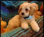 Puppy Murphy Cavachon-Cavapoo Mix
