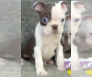 Boston Terrier Puppy for sale in BEND, OR, USA