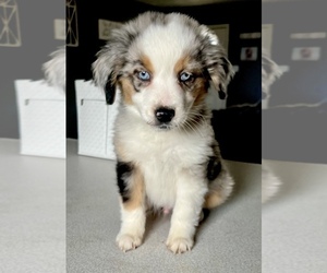 Miniature Australian Shepherd Puppy for sale in SALEM, MO, USA