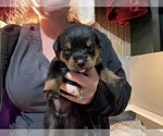 Small Photo #23 Rottweiler Puppy For Sale in GREEN SPRINGS, OH, USA