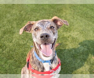 Unknown-Whippet Mix Dogs for adoption in Martinez, CA, USA