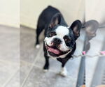 Small #1 Faux Frenchbo Bulldog