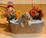 Small Photo #7 Poodle (Standard) Puppy For Sale in COVINGTON, GA, USA