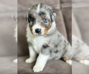Australian Shepherd Puppy for sale in ROCK STREAM, NY, USA