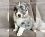 Image preview for Ad Listing. Nickname: JASPER