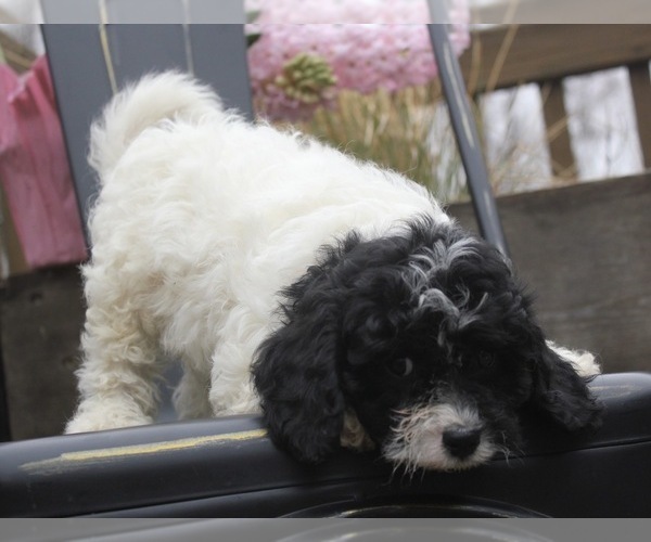 Medium Photo #2 Cavapoo Puppy For Sale in CAPON BRIDGE, WV, USA