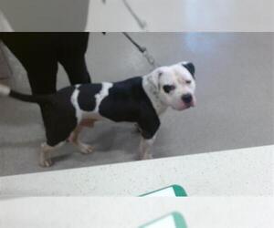 Bulldog-Unknown Mix Dogs for adoption in Louisville, KY, USA