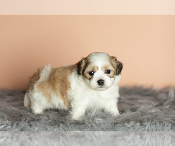 Medium Photo #4 Zuchon Puppy For Sale in WOLCOTTVILLE, IN, USA
