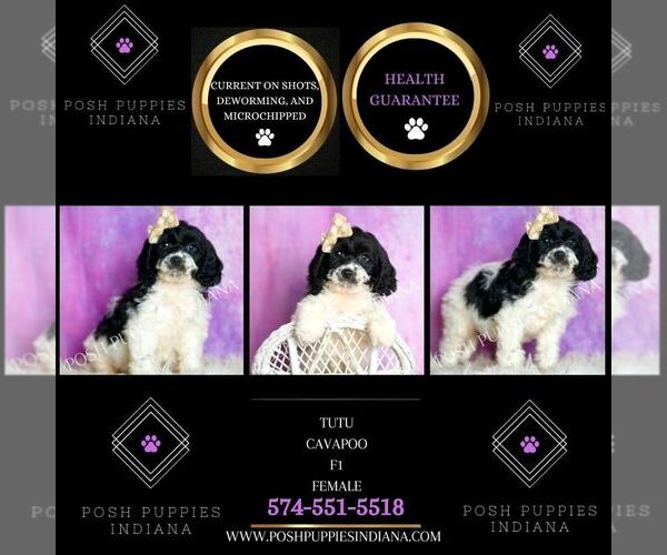 Medium Photo #6 Cavapoo (Miniature) Puppy For Sale in WARSAW, IN, USA