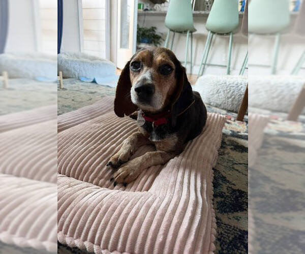 Medium Photo #4 Beagle Puppy For Sale in Candler, NC, USA