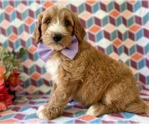 Goldendoodle (Miniature) Puppy for sale in LANCASTER, PA, USA