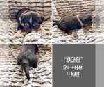 Small Photo #2 Australian Shepherd Puppy For Sale in VESTA, MN, USA