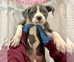 Small Photo #1 American Pit Bull Terrier-Unknown Mix Puppy For Sale in New York, NY, USA