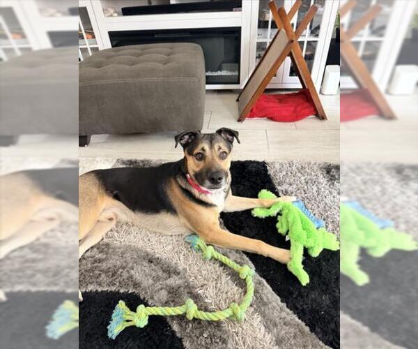 Medium Photo #2 German Shepherd Dog-Unknown Mix Puppy For Sale in Las Vegas, NV, USA