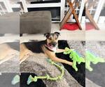 Small #1 German Shepherd Dog Mix