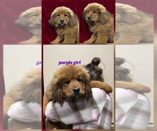 Medium Photo #8 Tibetan Mastiff Puppy For Sale in MONUMENT, CO, USA