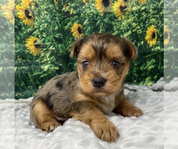 Medium Photo #1 Shorkie Tzu Puppy For Sale in SELLERSBURG, IN, USA