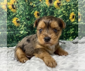Shorkie Tzu Puppy for sale in SELLERSBURG, IN, USA