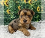 Small Shorkie Tzu