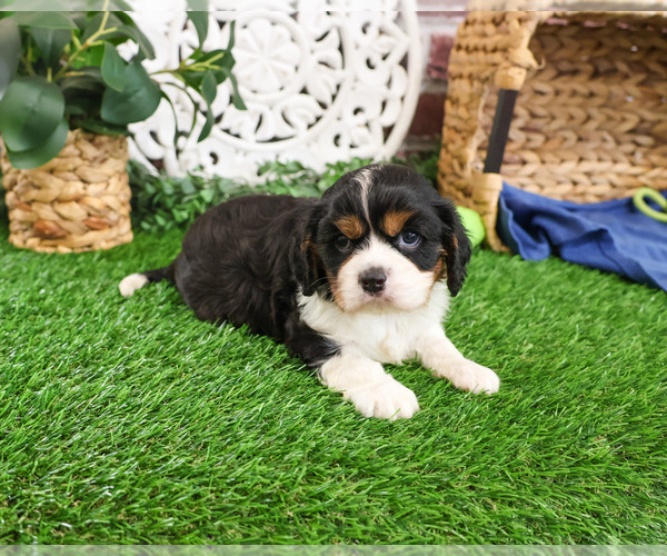 Medium Photo #13 Cavalier King Charles Spaniel Puppy For Sale in SYRACUSE, IN, USA