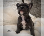 Small Photo #7 French Bulldog Puppy For Sale in HUDSONVILLE, MI, USA