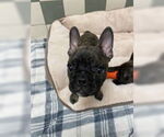 Small French Bulldog
