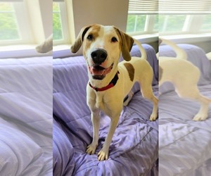 Pointer-Unknown Mix Dogs for adoption in Rockaway, NJ, USA