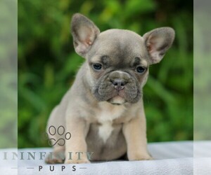 French Bulldog Puppy for sale in EAST EARL, PA, USA