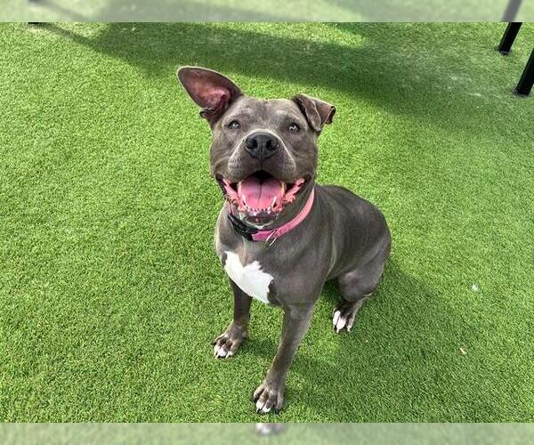 Medium Photo #2 American Pit Bull Terrier-Unknown Mix Puppy For Sale in Orange, CA, USA